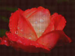 Red Rose With Morning Dew As ASCII Image