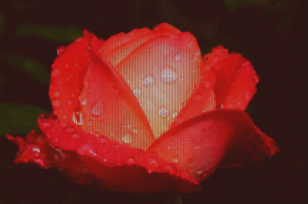 Rote Rose mit Morgentau als ASCII-Bild